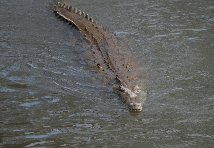Crocodylus-acutus-(24).jpg