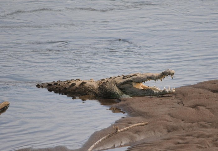 Crocodylus-acutus-(28).jpg