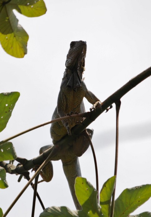 Iguana-iguana-(6).jpg