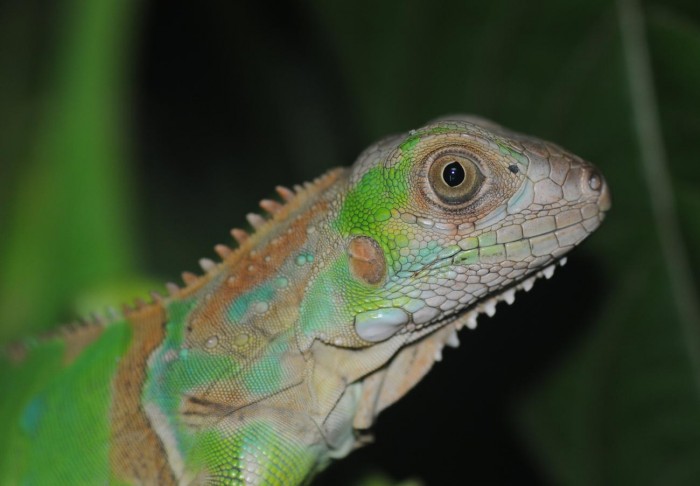 Iguana-iguana-(13).jpg