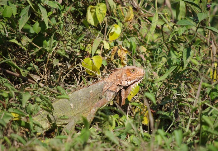 Iguana-iguana-(4).jpg