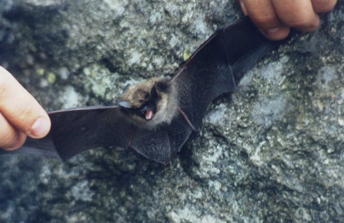 Bat.jpg