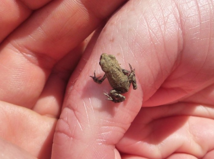 common toad metamorph.jpg