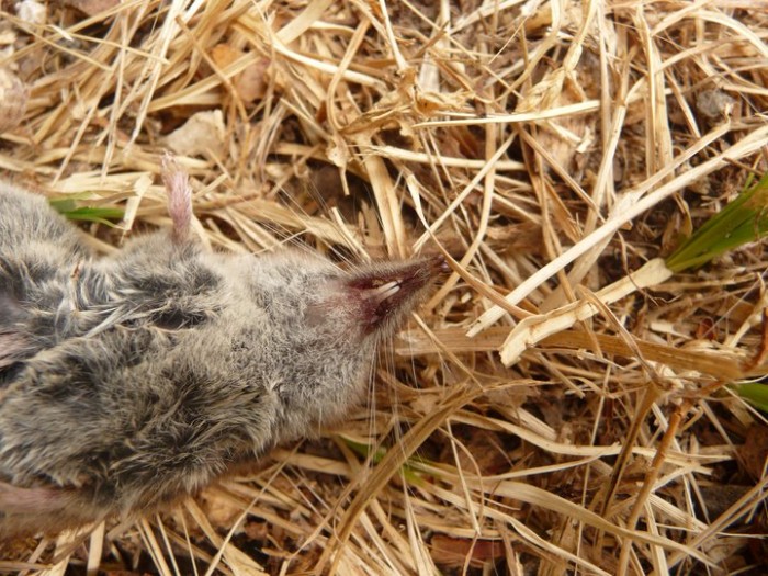 white-toothed shrew.jpg