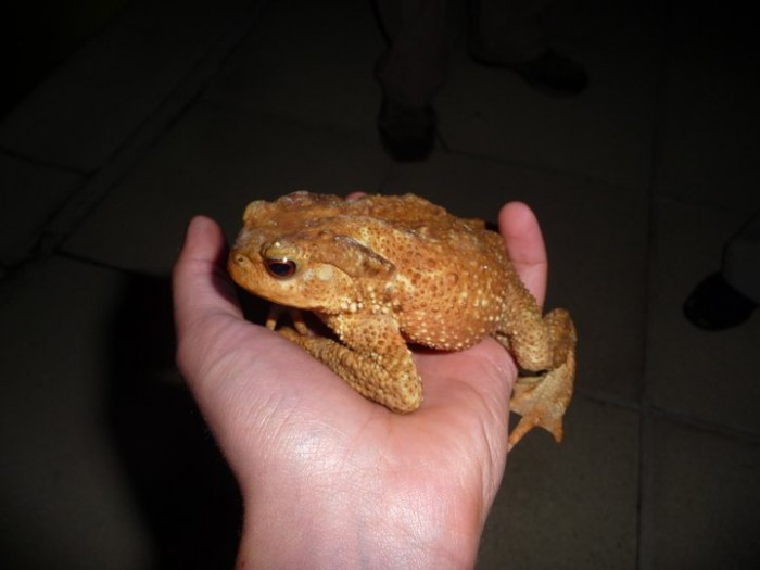 large female common frog.jpg