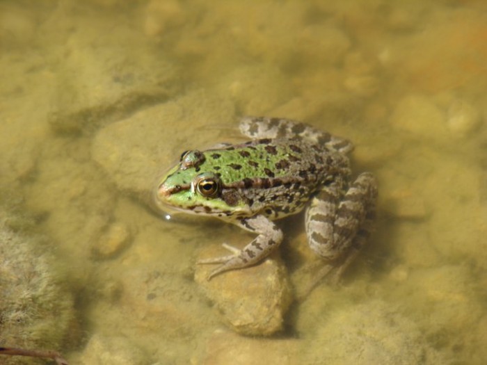 marsh frog2.jpg