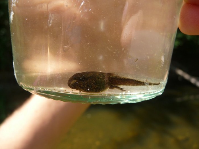 common frog tadpole.jpg