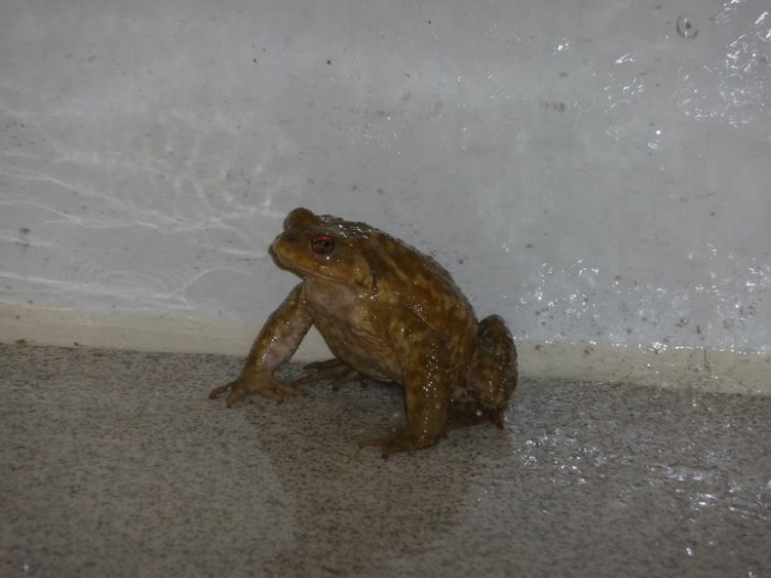 cheeky shower toad.jpg