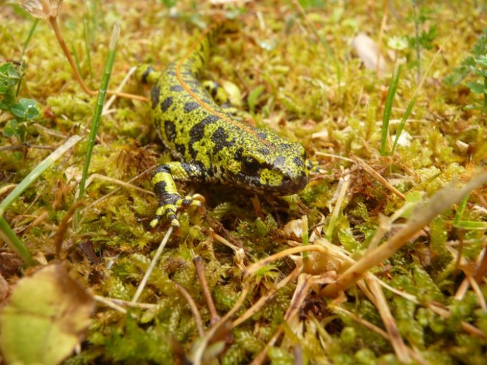 marbled newt.jpg