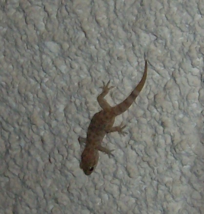 Gecko_M1.jpg
