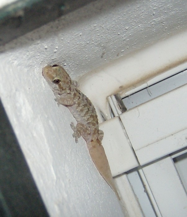 Gecko_M2.jpg