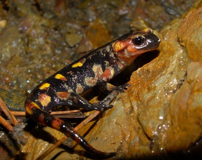 Salamandra salamandra (2) (1035 x 820).jpg