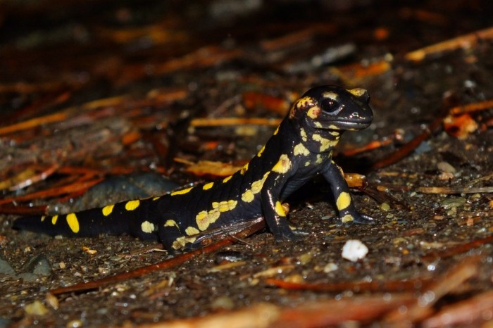 Salamandra salamandra (1095 x 729).jpg