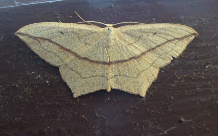 Moth.JPG
