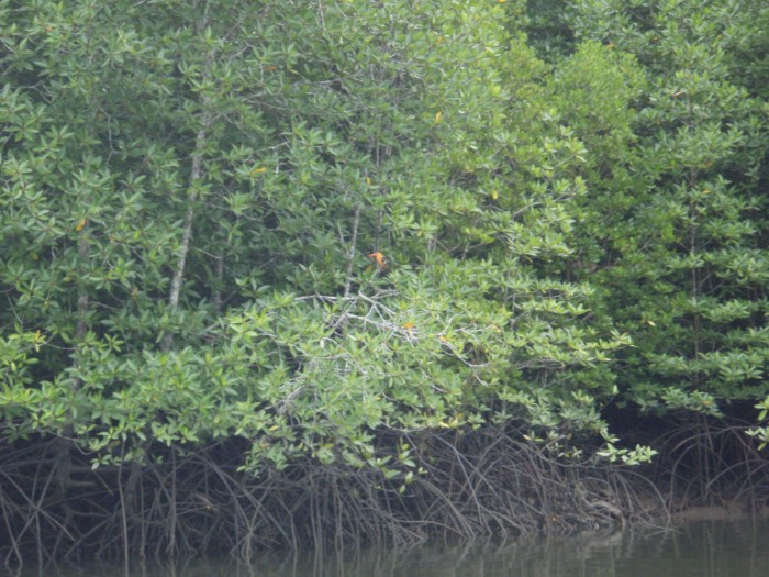 Mangrove habitat 1.jpg