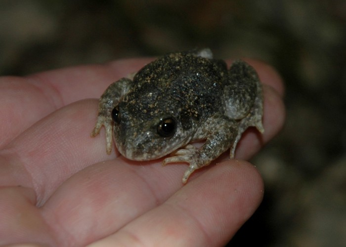 unidentified frog or toad on my hand.jpg