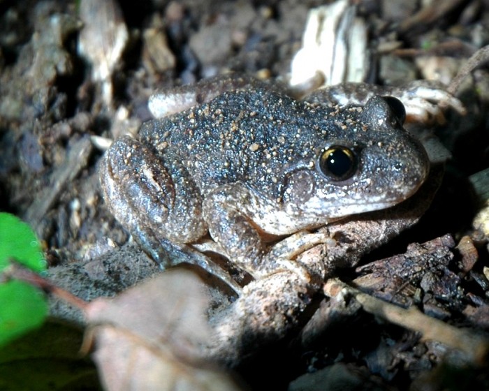 unidentified frog or toad2.jpg
