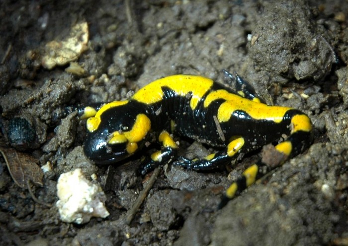 fire salamander2.jpg