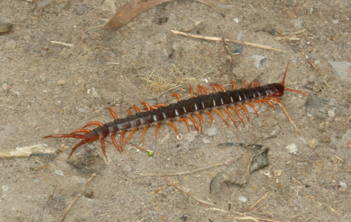 centipede2.jpg