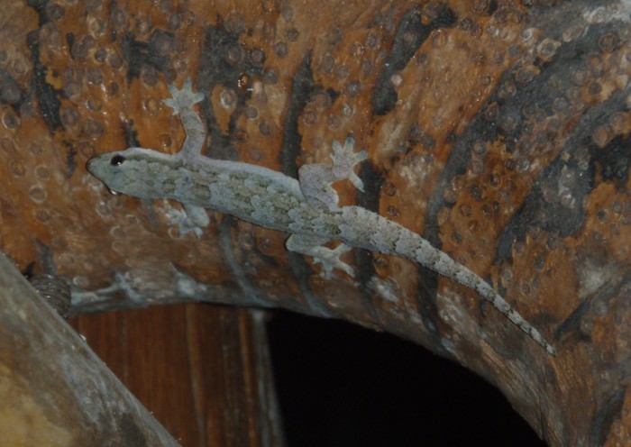 small gecko.jpg