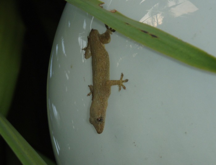 small gecko8.jpg