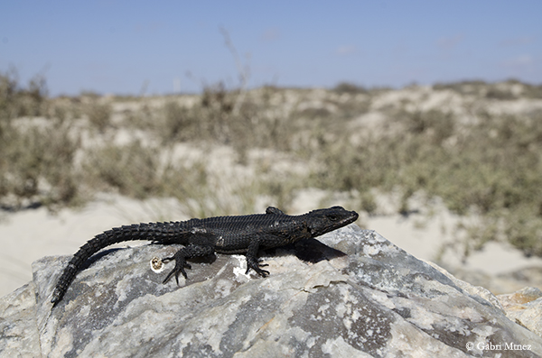 Black lizard.jpg
