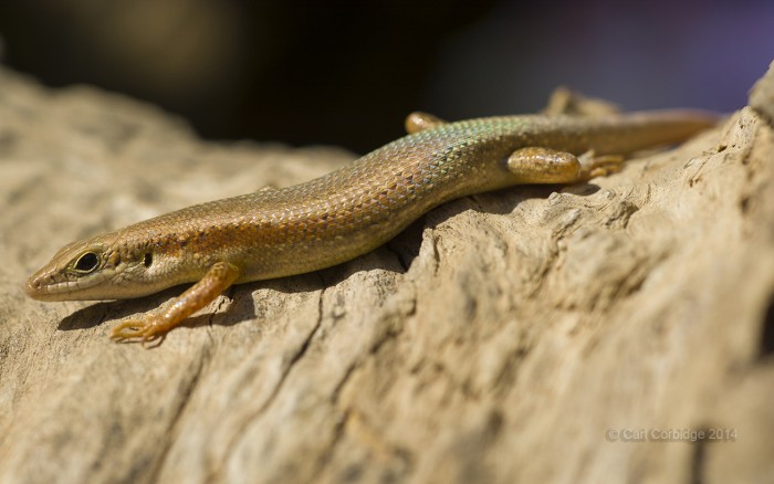 brown sided skink (16) copy small.jpg