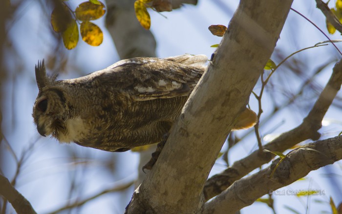 greyish eagle owl (18) copy small.jpg