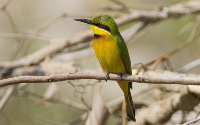 little bee-eater (8) copy small.jpg