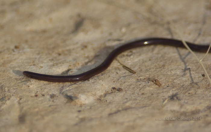 worm snake (1) copy small.jpg