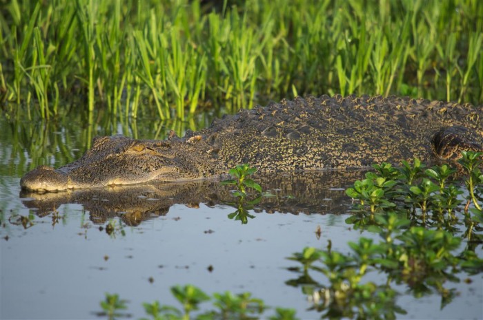 Crocodylus porosus - Kakadu NP - IMGP1715 (Medium).jpg
