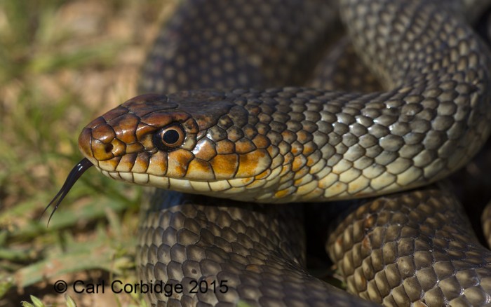 caspian whip snake  (8) copy small.jpg