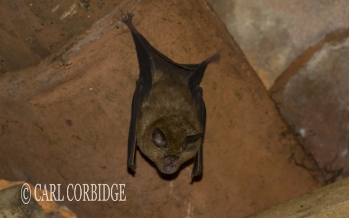 Greater Horseshoe Bat (4) copy small.jpg
