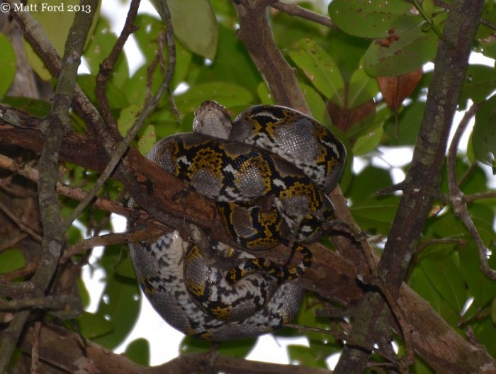Python reticulatus.jpg
