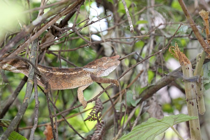 06  Kameleon Madagascar.jpg