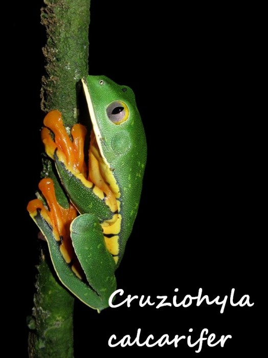 Cruziohyla calcarifer 2 (Kopie).jpg