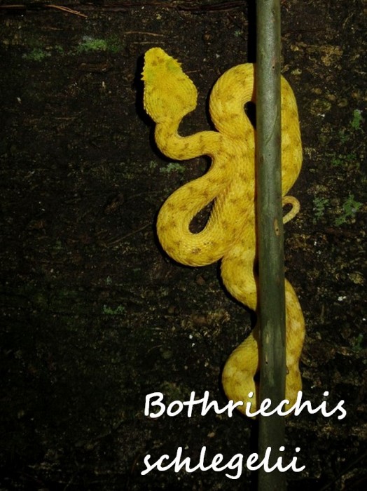 Bothriechis schlegelii 4 (Kopie) (2).jpg
