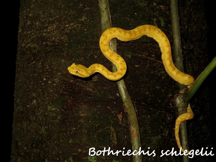 Bothriechis schlegelii 2 (Kopie) (2).jpg