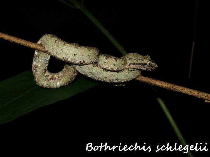Bothriechis schlegelii 1 (Kopie) (2).jpg