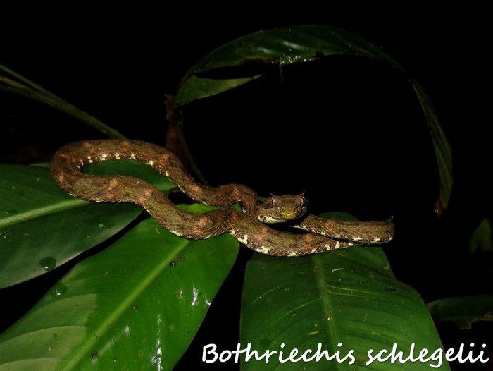Bothriechis schlegelii 1 (Kopie).jpg