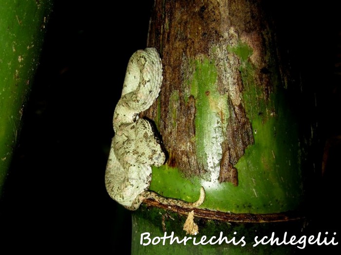 Bothriechis schlegelii 3 (Kopie) (2).jpg