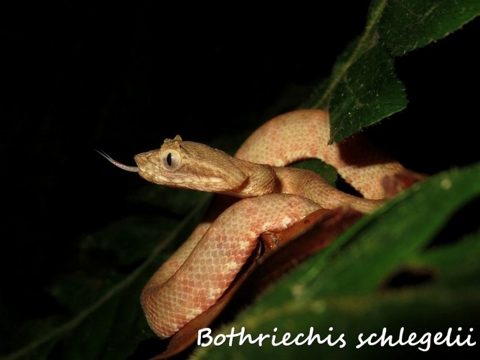 Bothriechis schlegelii 4 (Kopie).jpg