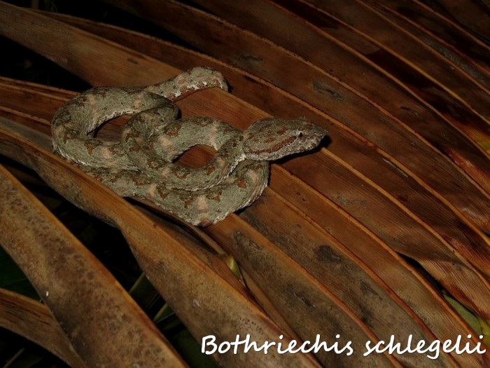 Bothriechis schlegelii 6 (Kopie).jpg