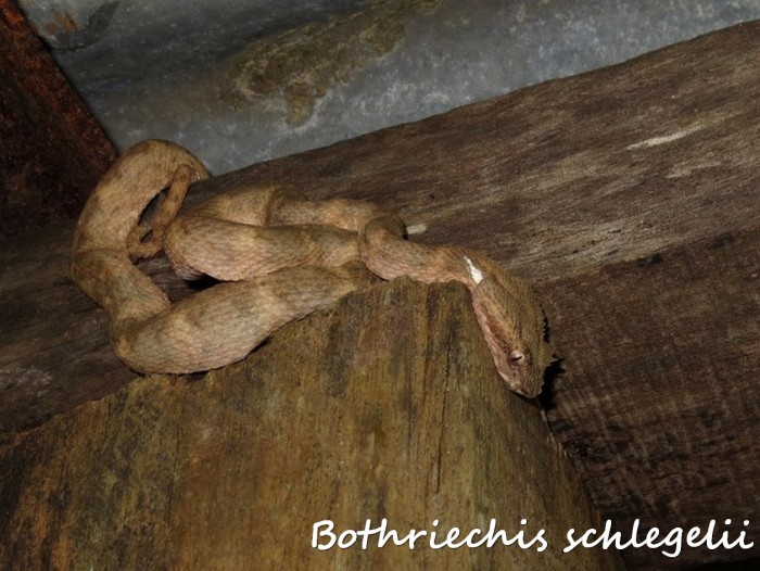 Bothriechis schlegelii 8 (Kopie).jpg