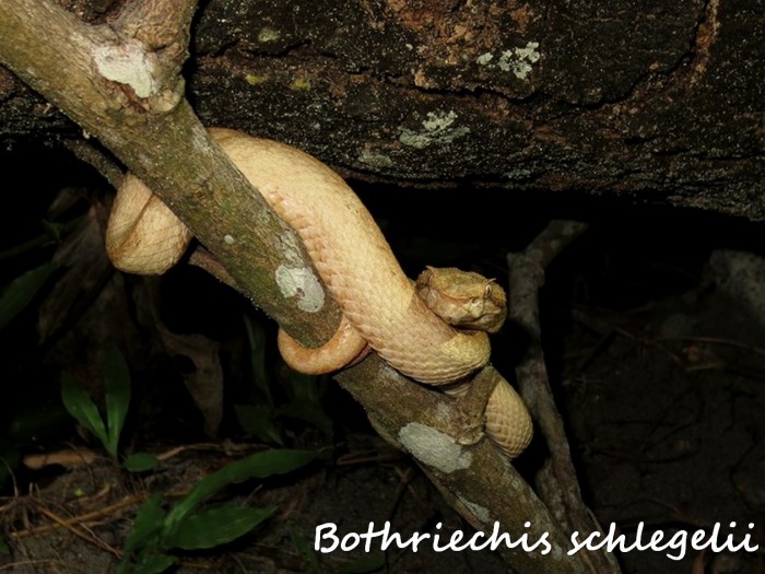 Bothriechis schlegelii 7 (Kopie).jpg