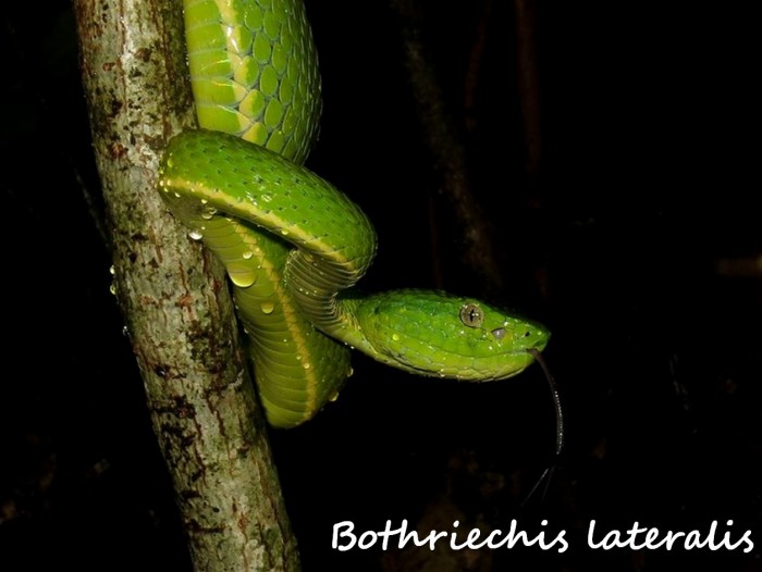 Bothriechis lateralis 4 (Kopie).jpg