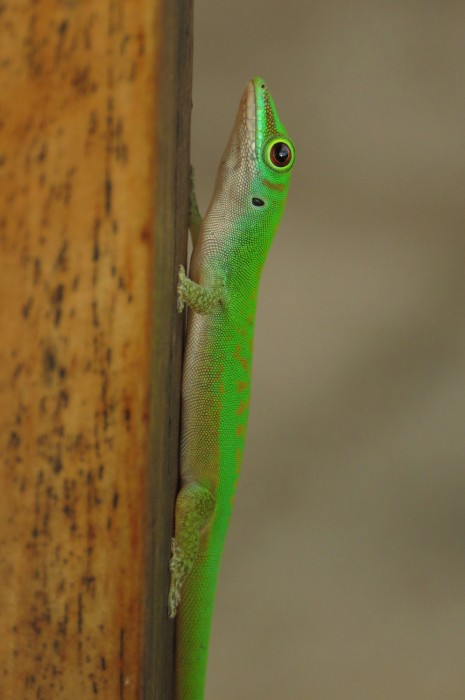 day-gecko-praslin-8may16.jpg