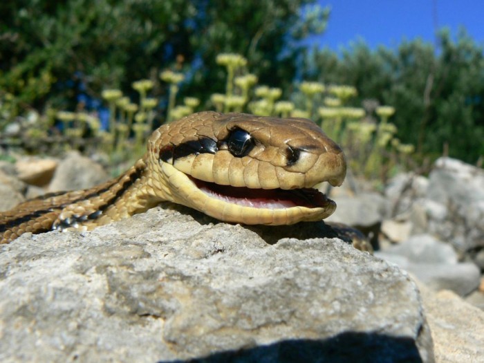 snakes-croatia-non-venomus-46-1024x768.jpg