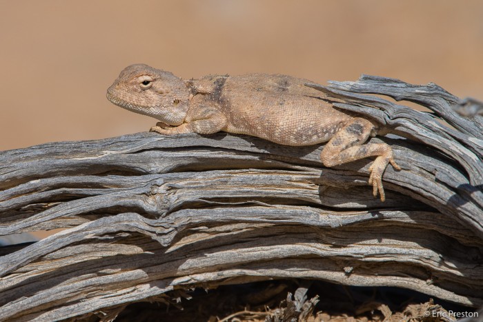 Desert Lizard-01.jpg
