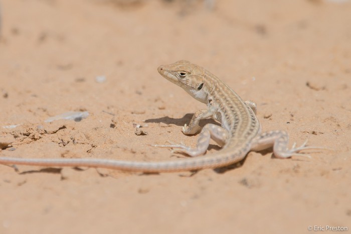 Desert Lizard-03.jpg